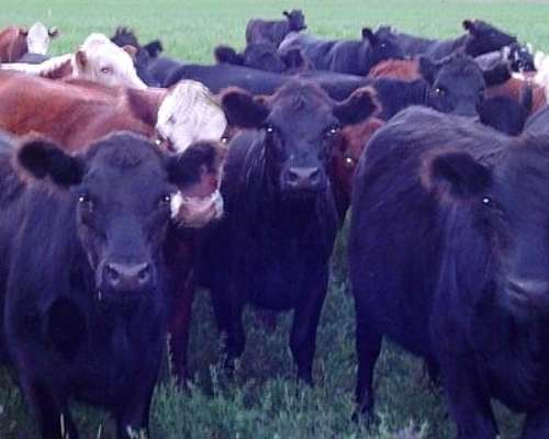 Campo Agrícola, Sobre Acuífero Dulce, Puan Prov BS AS