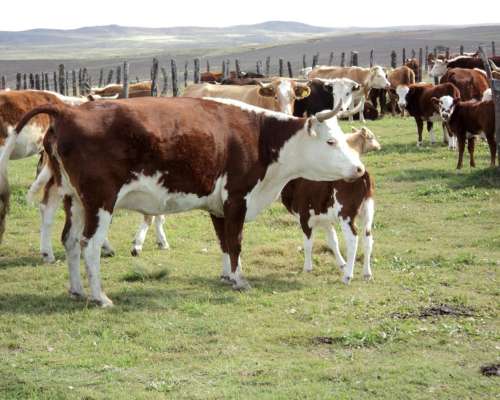 Campo Mixto en la Provincia de Catamarca