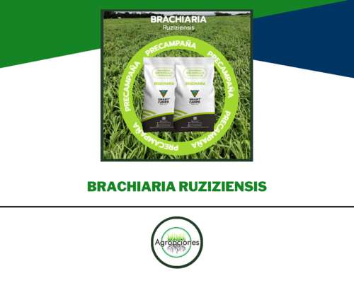 Precampaña de Forrajeras Tropicales - 10% OFF Hasta el 30/04