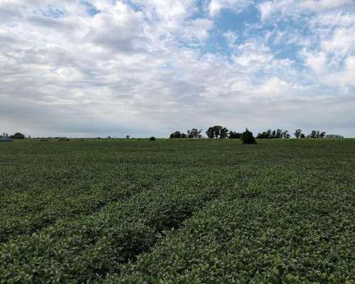 6 Ha Agricolas en Centeno. Suelo Clase 2. Ingreso por RN 34.