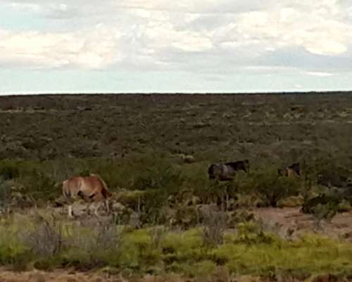 Venta Campo Chubut - Rio Negro 20.000 Hectáreas 🐄🐑