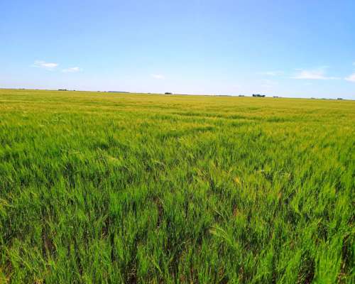 Campo en Daireaux - Buenos Aires
