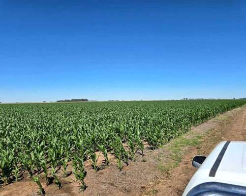 320 Has Mixtas Villegas Cañada Seca