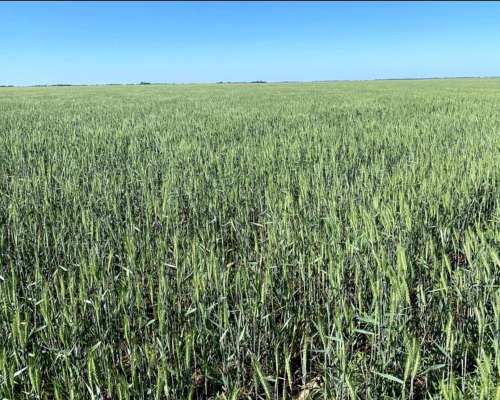 Se Venden 1000 Has Agrícolas, en Pcia de BS AS, para Riego