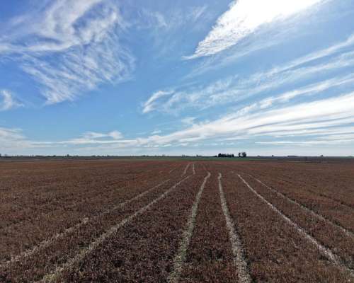 Piamonte - 37 Has - Mixtas