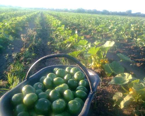 La Chacra 16 Hectáreas para Cultivo, Zona Cruz del Eje