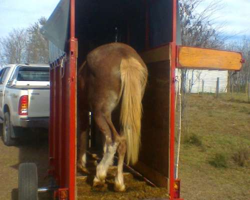 Flete Traslado de Caballos en Cordoba