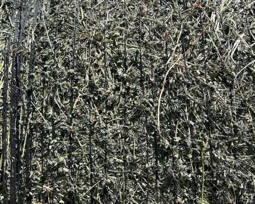 Vendo Rollos de Alfalfa