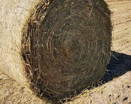 Productor Liquida Rollos Moha con Panoja - Peso 600-640 Kg