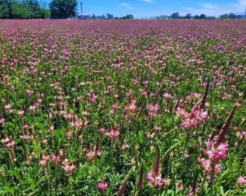 Semilla de Sainfoin ( Antiempaste )