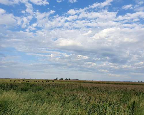 8.900 Has en Pehuajo Ganaderas MAS Agric. Unicas.