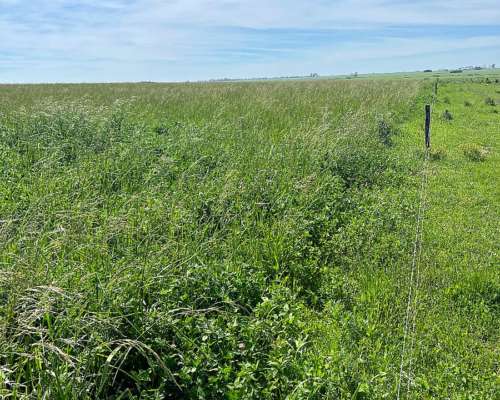 178 Has Agricolas Cultivos Soja Maíz Trigo Alfalfa