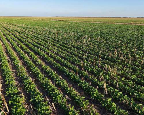 Tobas, Juan Felipe Ibarra, Santiago del Estero - 3.580 Ha