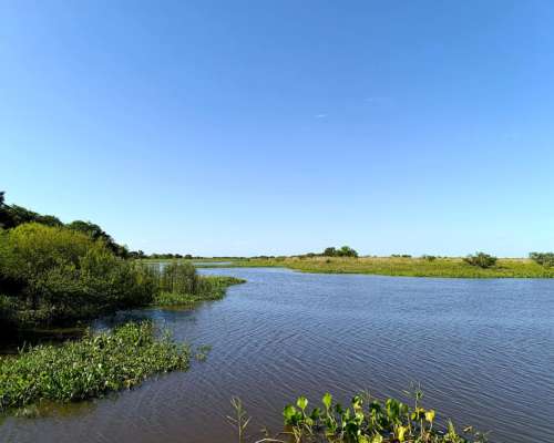 Isla Ganadera 56 Ha en Venta – Alejandra, Santa FE