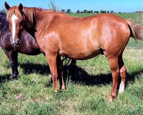 2 Petisos y 2 Petisas