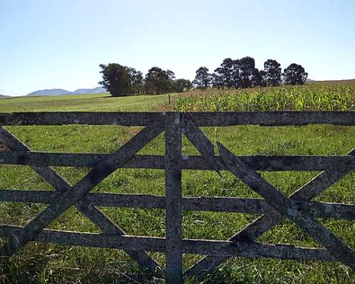 Vendo 70 Has Agrícolas Cnel Pringles