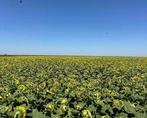 Alquilo 310 Has Agrícolas el Fortin Cordoba