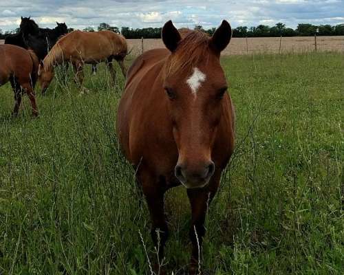 Petisa Mansa de Andar.