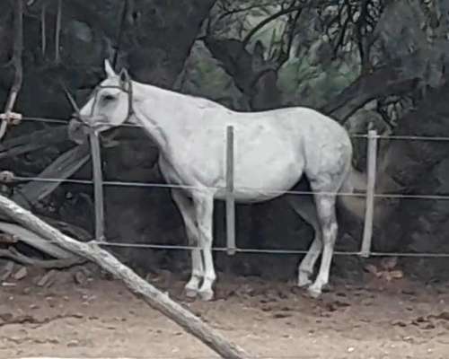 Caballo a la Venta