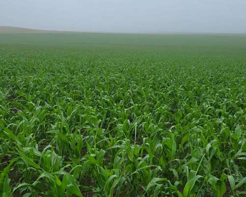 En Venta 300 Has en el Morro, San Luis