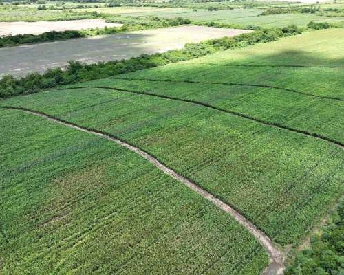 Ingeniero Forres, Robles, Santiago del Estero - 451 Ha