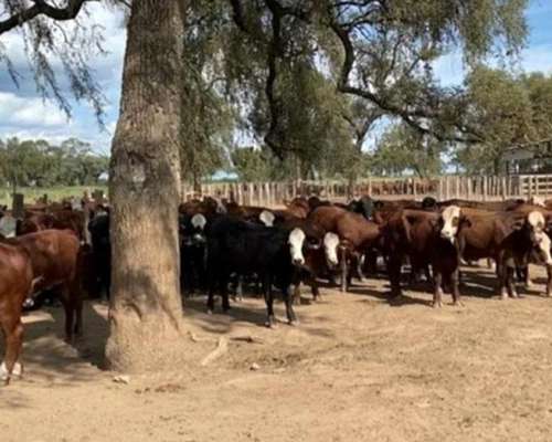 Tectemetris Inium 300 Vacas Medio Diente Invernada 340/60 Kg