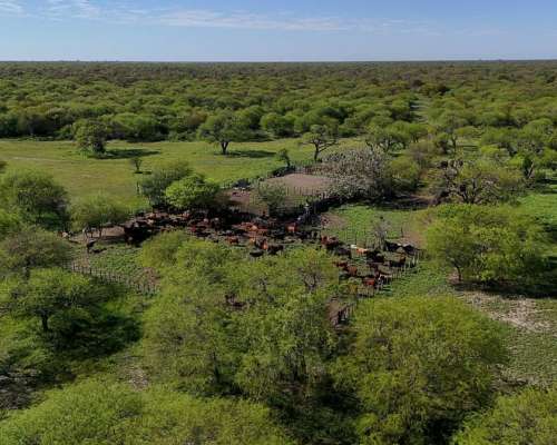 La Sarita, General Obligado, Santa FE - 11.209 Ha