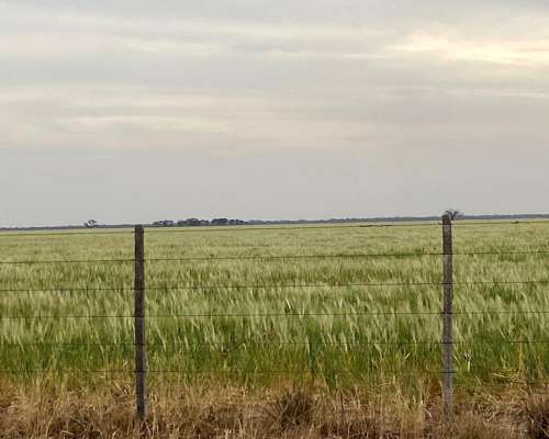 1930 Ha Agricolas en Casares con Ingreso por RN34 y RP13