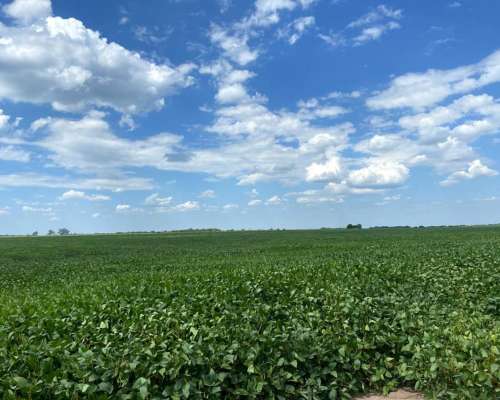 252 Hectareas 200 Agricolas con Escritura Agua LUZ Alambrad