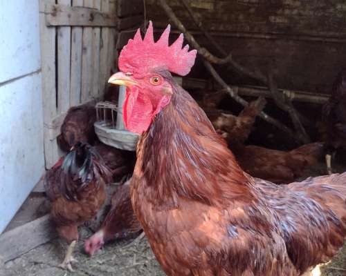 Huevos Fértiles Leghorn - Rhode Island RED