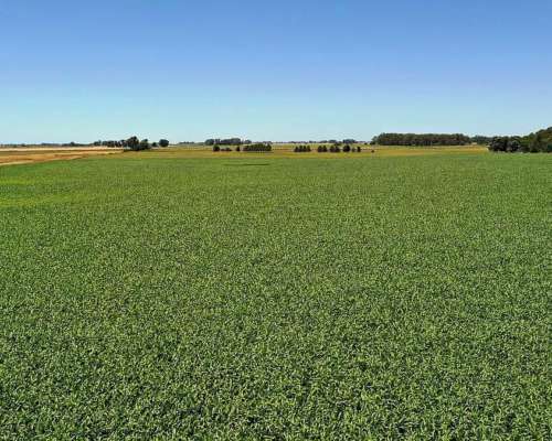 Campo Agrícola 120 HA, Bolivar (bs. As.)