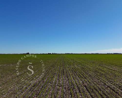 Zona Núcleo. Campo Agrícola. 40 Hectáreas.