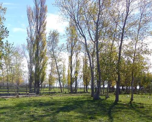 Gran Estancia con Riego, 1600 Ha en Pedro Luro - Pcia BS AS