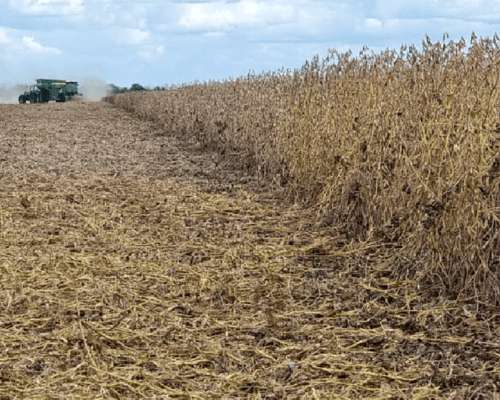 350 Has, con 340 Limpias en Matara Santiago del Estero