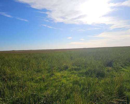 Campo Alquiler Pila 4400 Ha