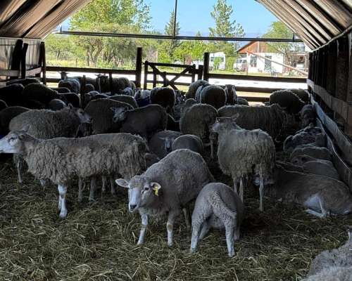 Alem Chacra en Produccion Ovina y Avicola