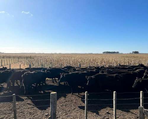340 Hectáreas Ganaderas en Alberti