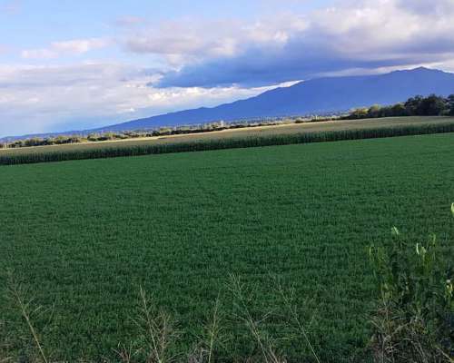 Alfalfas WL - WL 919