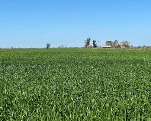 Campo Venta Suelo 1 Rafaela