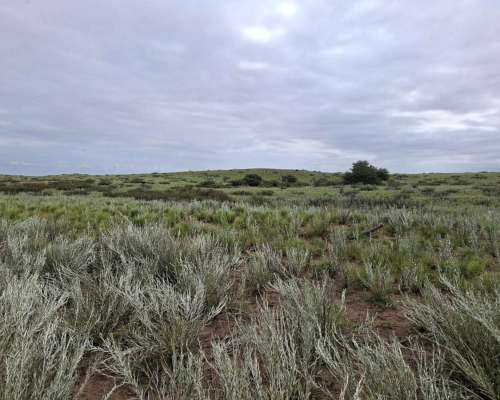 Jaguel del Monte, Loventué, la Pampa - 25.700 Ha