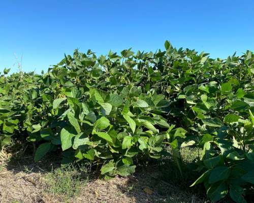 Venta. 600 Has Agricolas en Guemes (chaco)