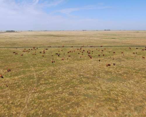 463 Has en Daireaux, BS. AS. - Ganadero - Venta