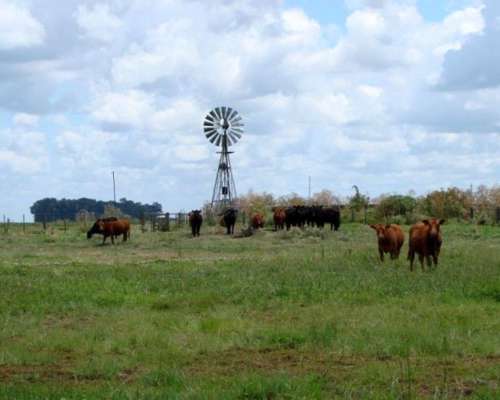 Venta de Campo Mixto 2500 Has Tapalqué, Buenos Aires.