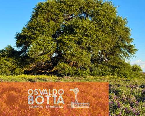 Campo Agricola-ganadero – 900 Ha Guatrache, la Pampa