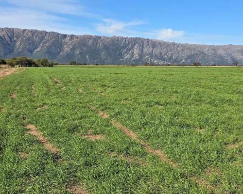 Vendo 800 Ha Mixtas Merlo San Luis
