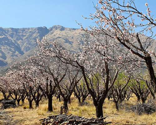 Campo con Almendros y Nogales