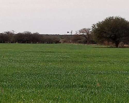 65 Has. en Providencia - Campo Mixto, Agrícola Ganadero