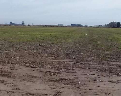 43 Has. Agrícolas San Nicolas, Vendo ya