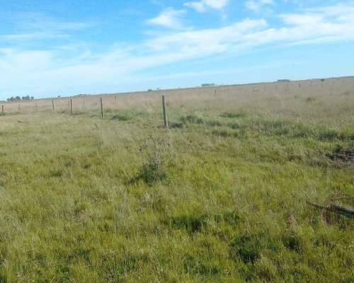 Campo en Venta en Rauch para Ganadería