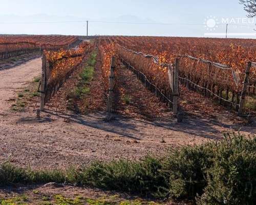 104 Has. Finca con Viñedos en el Cepillo, Mendoza